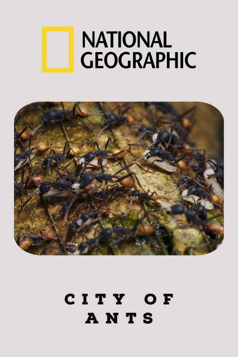 City Of Ants main poster