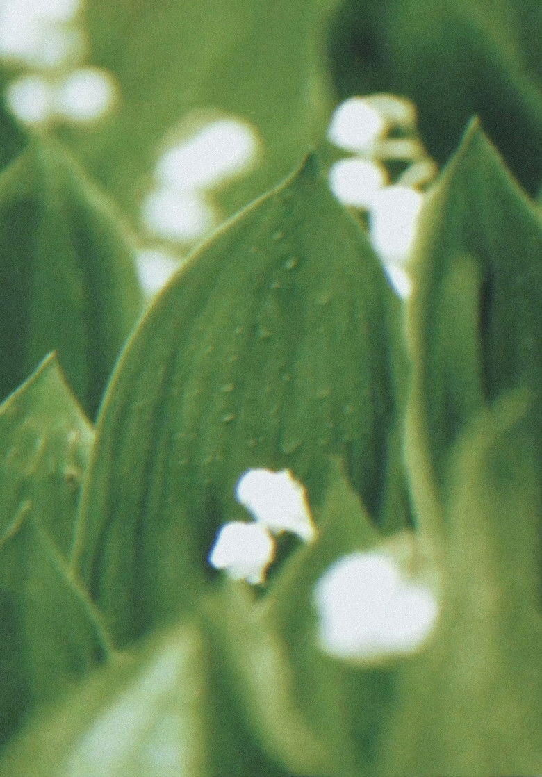 Imatge de Rasendes Grün mit Pferden