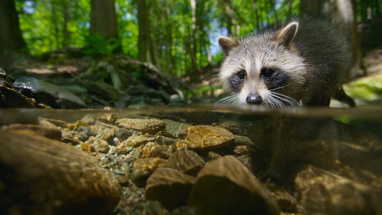 Still from The Secret Lives of Animals - Season 1 Episode 9