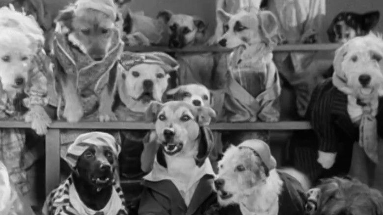 Backdrop de Dogville Shorts Collection