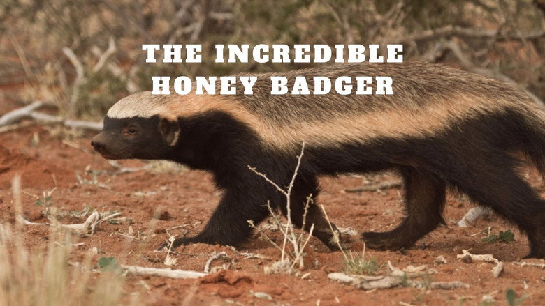 Fons de The Incredible Honey Badger