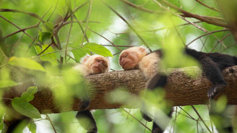 Still from The Secret Lives of Animals - Season 1 Episode 7