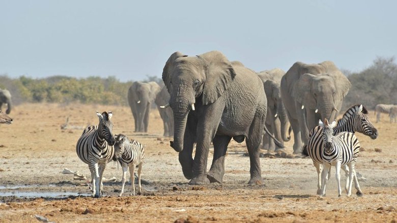 Elephant king movie poster