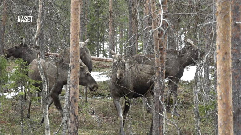 Still image for Den stora älgvandringen season 1 episode 5: Slow tv day 5