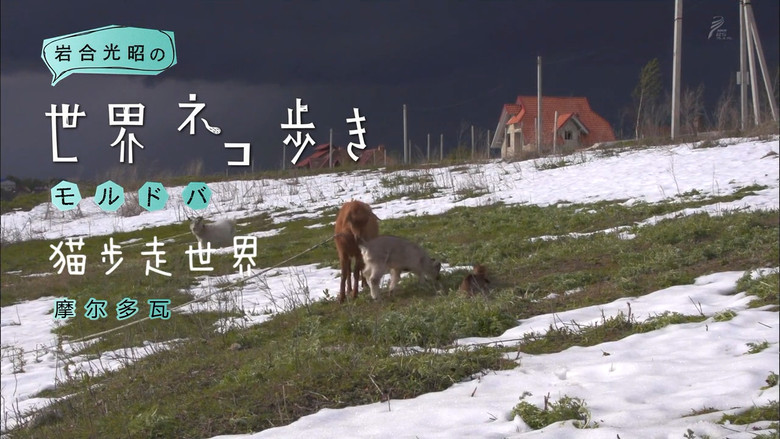 Still image for Mitsuaki Iwago's World “Cats” Travelogue season 1 episode 50: Moldova Still image for Mitsuaki Iwago's World “Cats” Travelogue season 1 episode 50: Moldova