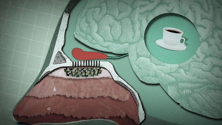 Follow Your Nose: Cracking Smell's Code galeri 4