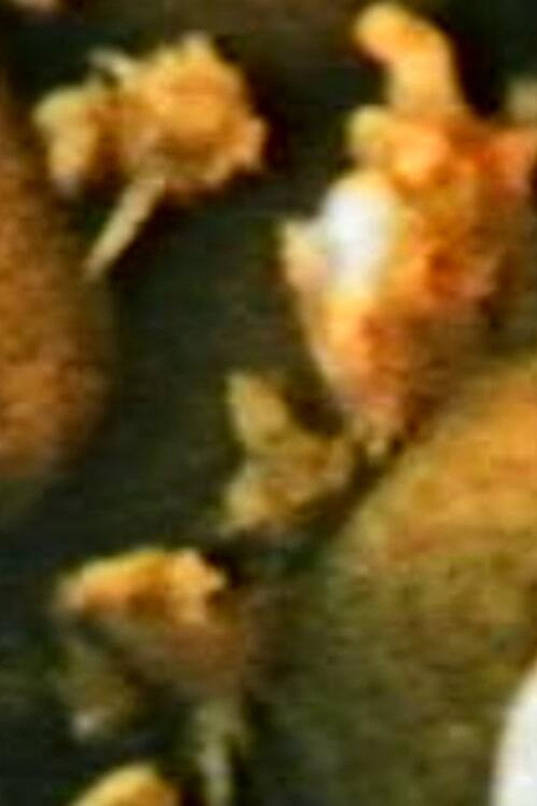 Poster FENOMEN