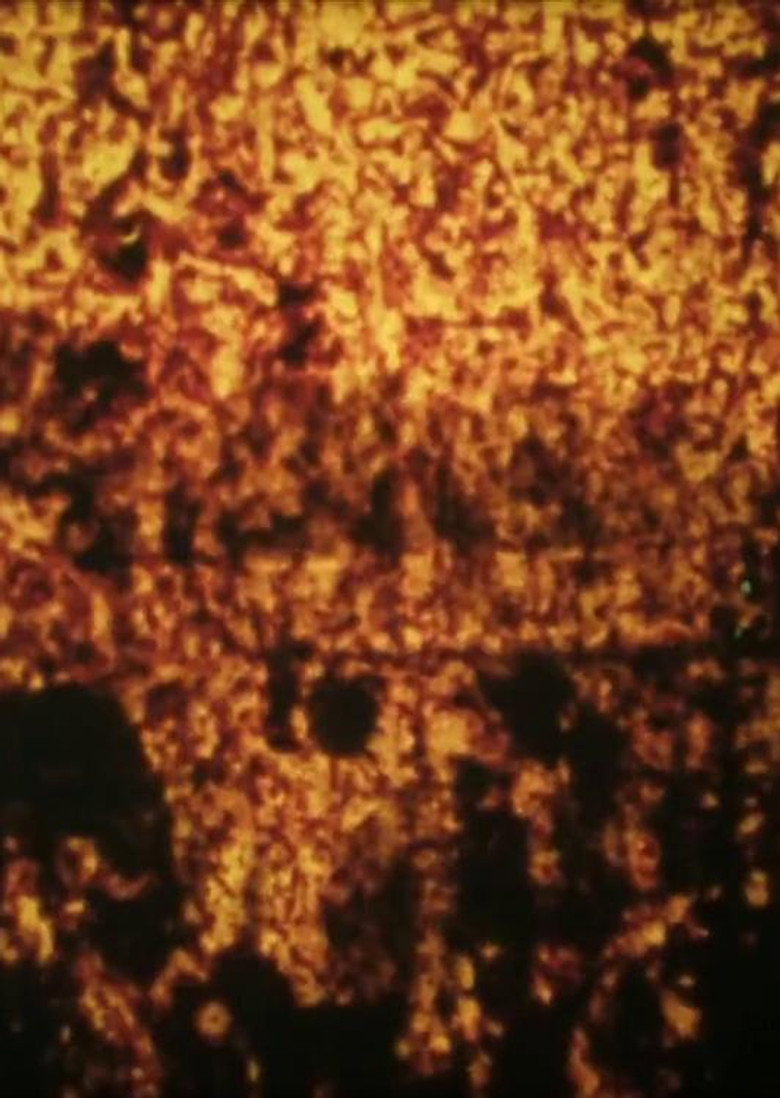 Imatge de Cotton Sugar