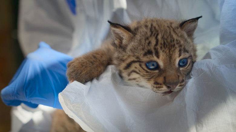 Still image for Born to Be Wild season 1 episode 6: The Lynx Kitten Still image for Born to Be Wild season 1 episode 6: The Lynx Kitten