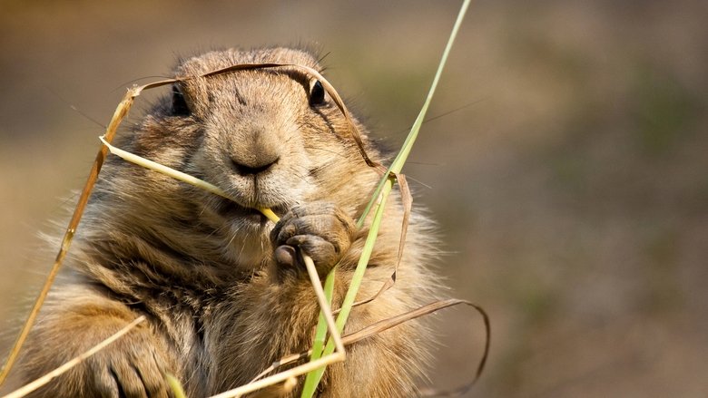 Still image for Mexico: Earth's Festival of Life season 1 episode 3: Burning North Still image for Mexico: Earth's Festival of Life season 1 episode 3: Burning North