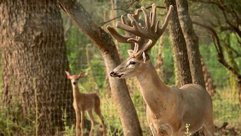 Still image for Lone Star Law season 1 episode 12: Order on the Border