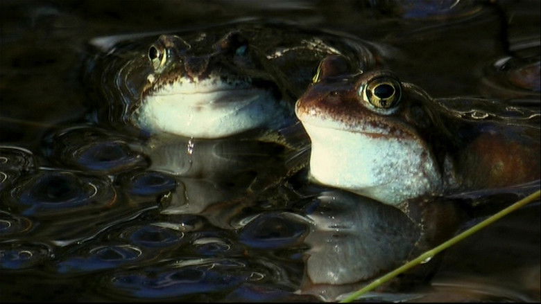 Still image for Stories from the Forest season 1 episode 13: Episode 13 Still image for Stories from the Forest season 1 episode 13: Episode 13