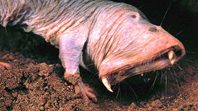 Still image for Crazy Monster season 1 episode 3: Diggers Still image for Crazy Monster season 1 episode 3: Diggers