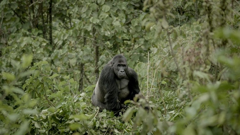 Sur la terre des gorilles