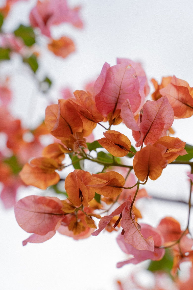 Imatge de Las Buganvillas