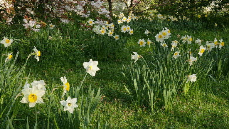 Still image for Kingdom of Plants season 1 episode 2: Solving the Secrets Still image for Kingdom of Plants season 1 episode 2: Solving the Secrets