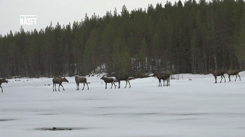 Still image for Den stora älgvandringen season 1 episode 7: Slow tv day 7