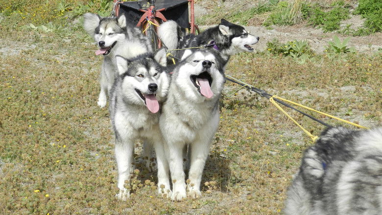 Still image for Top Jobs for Dogs season 1 episode 8: Working Woofers Still image for Top Jobs for Dogs season 1 episode 8: Working Woofers