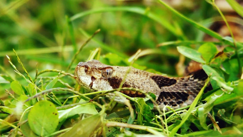 Still image for I Was Prey season 1 episode 2: Wicked Bite Still image for I Was Prey season 1 episode 2: Wicked Bite