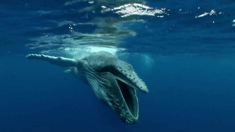 Still image for If I Were an Animal season 1 episode 33: If I Were a Humpback Whale Still image for If I Were an Animal season 1 episode 33: If I Were a Humpback Whale