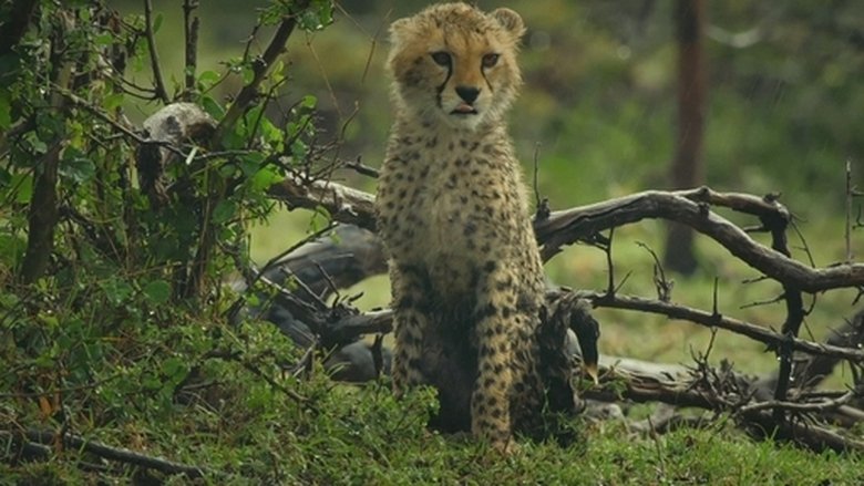 Still image for 森林女王 season 1 episode 8: Episode 8