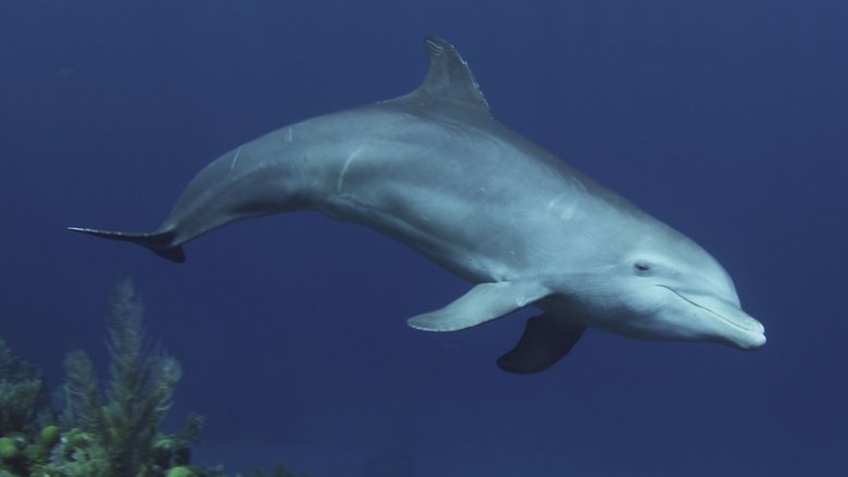 Dolphins - Spy in the Pod