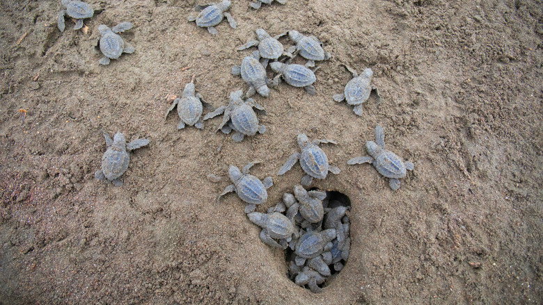 Still from The Secret Lives of Animals - Season 1 Episode 7