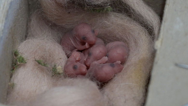 Imatge de Mice of Rietveld