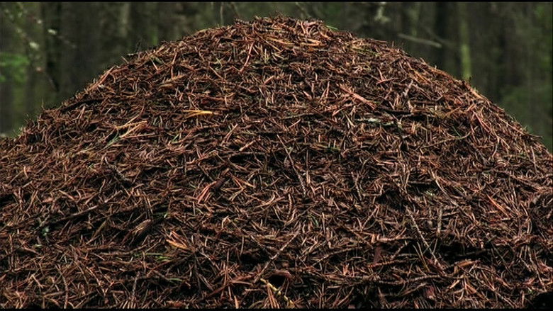 Still image for Stories from the Forest season 1 episode 19: Episode 19 Still image for Stories from the Forest season 1 episode 19: Episode 19