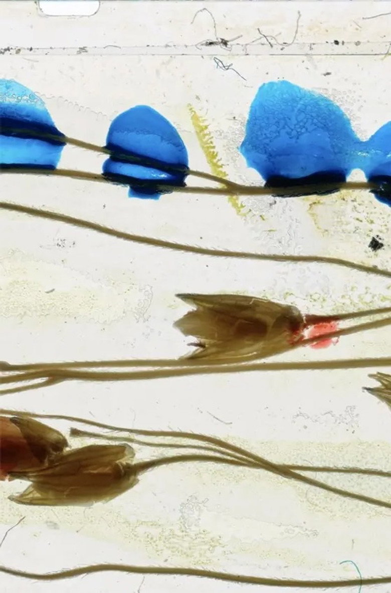 Imatge de Dreaming Ecosystems