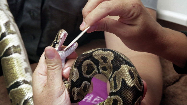 Still image for Ambulances animales season 1 episode 11: Episode 11 Still image for Ambulances animales season 1 episode 11: Episode 11