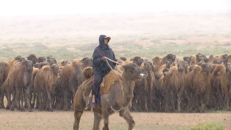 The Disappearing Camel Caravan