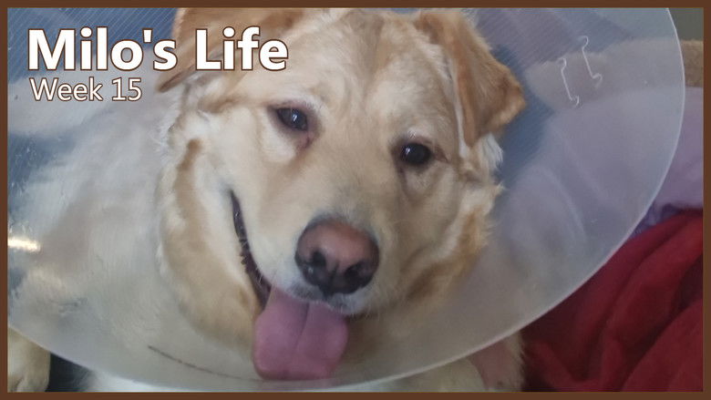 Still image for Milo's Life season 1 episode 15: Escape Artist | Week 15 Still image for Milo's Life season 1 episode 15: Escape Artist | Week 15