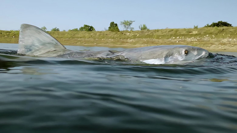 Backdrop de Lone Star Shark Collection