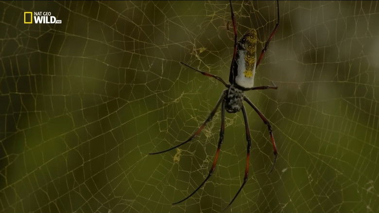 Imatge de Incredible Spiders