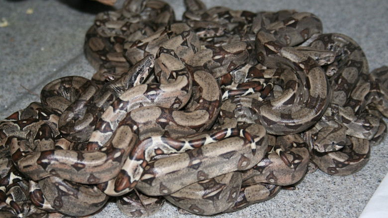 Still image for Akvariet season 1 episode 4: Episode 4