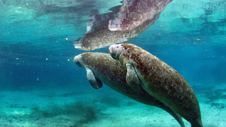 Still image for Wild Florida season 1 episode 2: Croc Coast