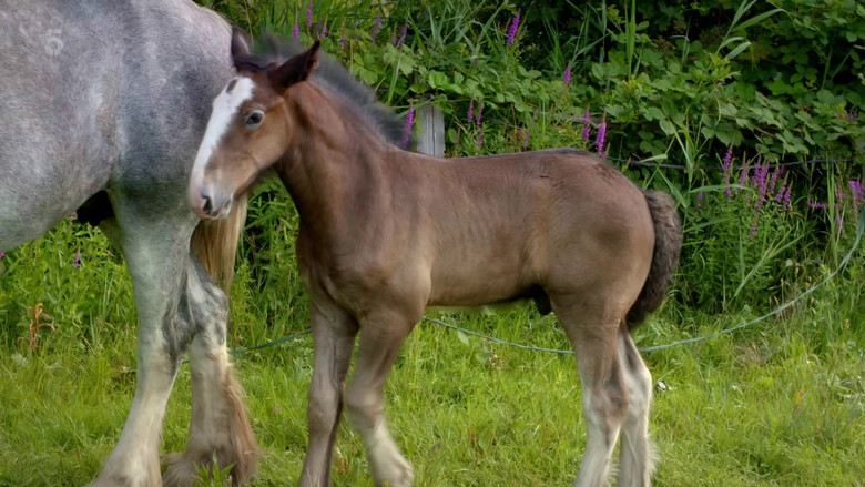 Still image for Hampton Court: Behind Closed Doors season 1 episode 2: Quest for an Heir Still image for Hampton Court: Behind Closed Doors season 1 episode 2: Quest for an Heir