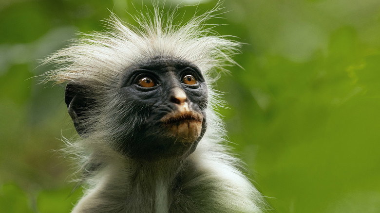 Still from The Secret Lives of Animals - Season 1 Episode 5