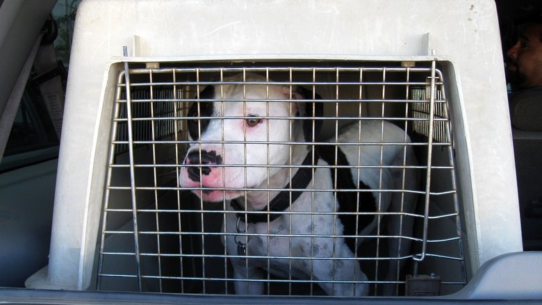 Still image for Pit Bulls and Parolees season 1 episode 1: Second Chance Ranch