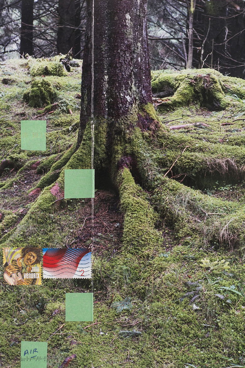 Imatge de Hemlock Forest