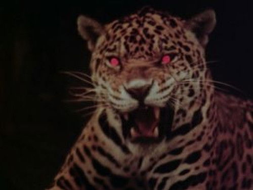 Still image for Operation: Mystery season 1 episode 11: Episode 11