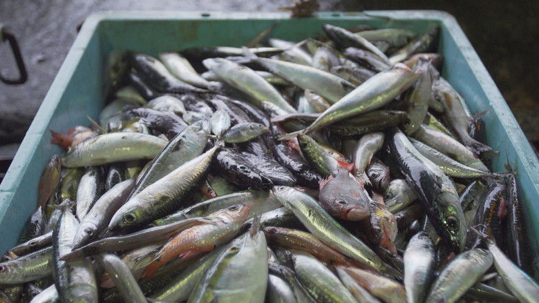 Still image for Zero Waste Life season 1 episode 7: Zako: Trash Fish Is Treasure Still image for Zero Waste Life season 1 episode 7: Zako: Trash Fish Is Treasure