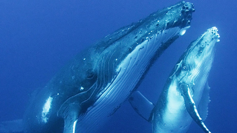 Still image for Wild Window season 1 episode 1: Whales Still image for Wild Window season 1 episode 1: Whales