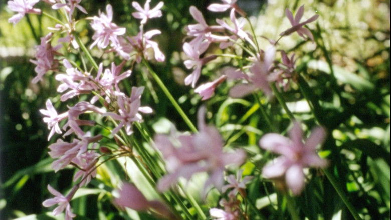 Gallery image from uRwk3AQwJmS4aNXma9iurX1U9Jn.jpg