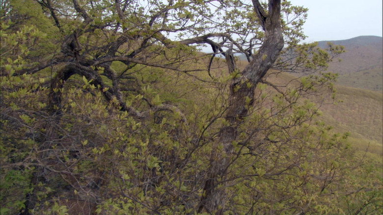 Still from Planet Earth - Season 1 Episode 10