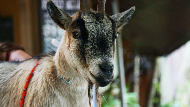 Still image for The Adventures of Dr. Buckeye Bottoms season 1 episode 2: Uking-pay Ig-pay