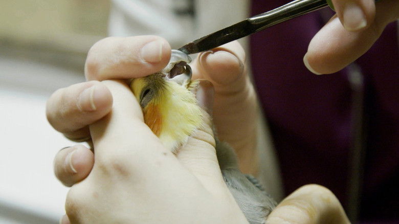 Still image for Ambulances animales season 1 episode 15: Episode 15 Still image for Ambulances animales season 1 episode 15: Episode 15