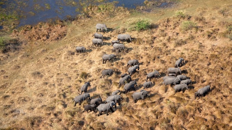 Elephants Up Close