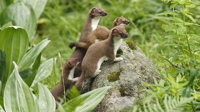 Still image for All About Animals season 1 episode 14: Episode 14